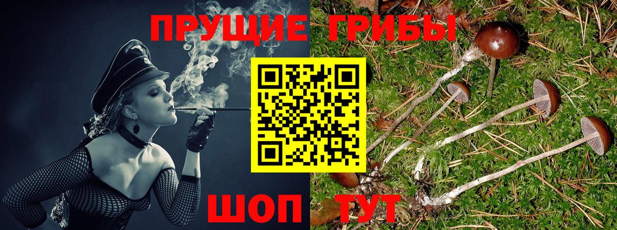 Псилоцибиновые грибы Psilocybe  Вход с VPN  Унеча 